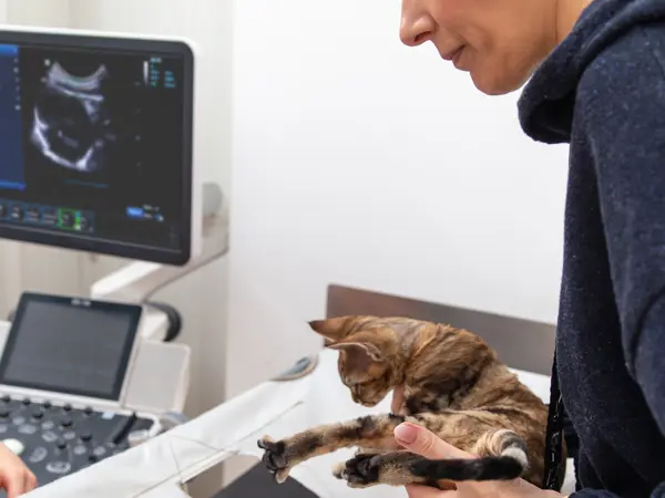 Dyrlæge udfører ultralydsscanning på kat