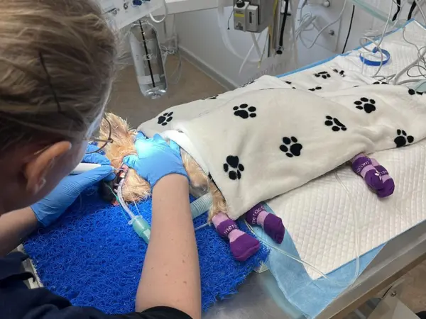 Tandoperation på kæledyr – tandbehandling ved Vejen Dyrehospital