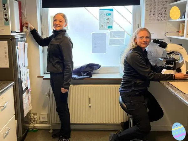 Laboratorieundersøgelse på Vejen Dyrehospital – hurtig blodprøveanalyse