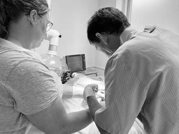 Dyrlæge udfører operation – kirurgi ved Vejen Dyrehospital