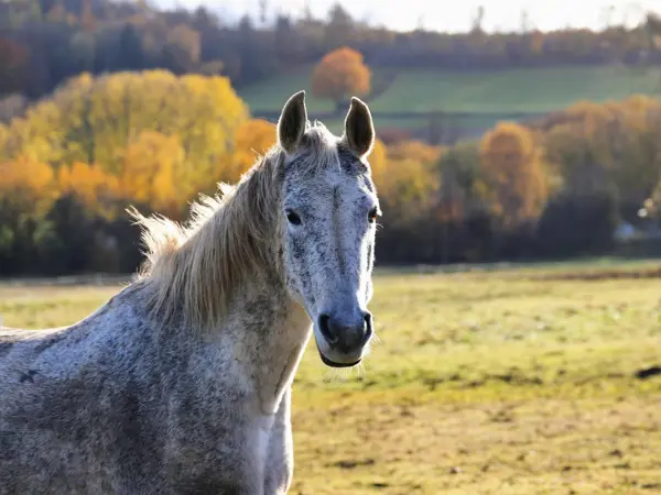 Hest står på mark i efterår
