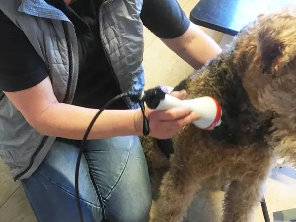 Laserterapi på hund ved Vejen Dyrehospital – smertelindring og heling