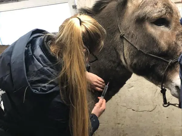 Vaccination af hest – hestedyrlæge fra Vejen Dyrehospital