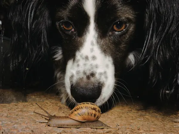 Hund kigger nysgerrigt på en snegl