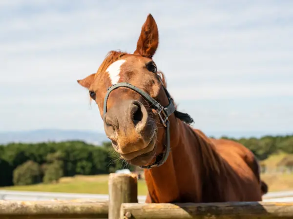 Nærbillede af hest der kigger nysgerrigt