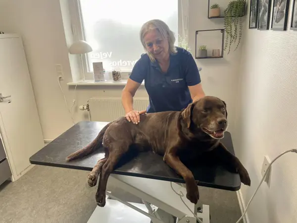 Massagebehandling af brun hund på Vejen Dyrehospital