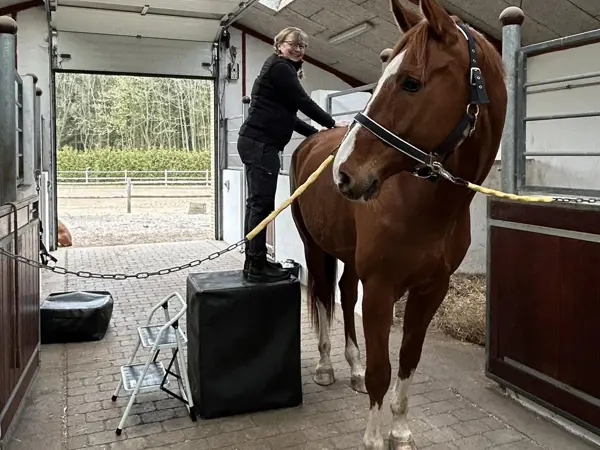 Dyrlæge med stor hest – hestebehandling fra Vejen Dyrehospital