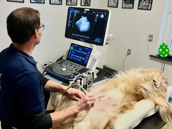 Ultralydsscanning af hund ved Vejen Dyrehospital